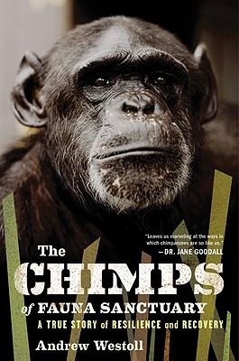 The Chimps of Fauna Sanctuary: una verdadera historia de resiliencia y recuperación
