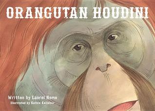 Orangután Houdini