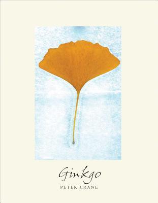 Ginkgo: El árbol que olvidó el tiempo