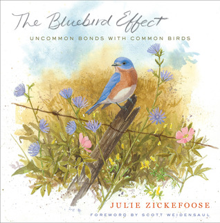 El efecto Bluebird: Uncommon bonos con aves comunes