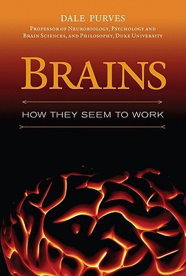 Cerebros: Cómo parecen trabajar