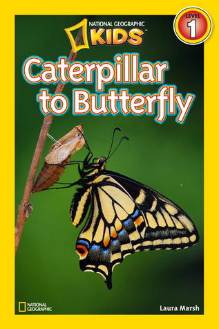 Caterpillar a la mariposa