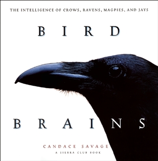 Cerebros de pájaro: la inteligencia de cuervos, cuervos, urracas y jay
